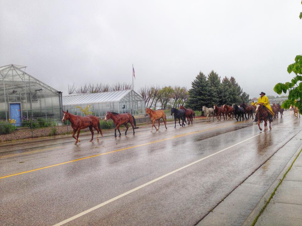 Sheridan Wy, Eatons' Ranch Horserun 2015